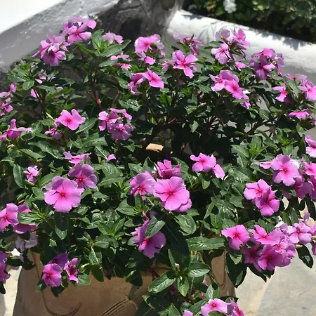 Appart hôtel Ostria Beach 3*